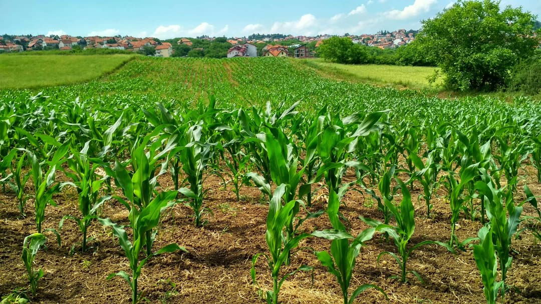 farmers